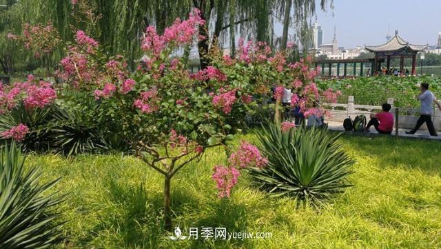 园林树木百家姓——紫叶苗木(图1) 园林树木百家姓——紫叶苗木(图1)