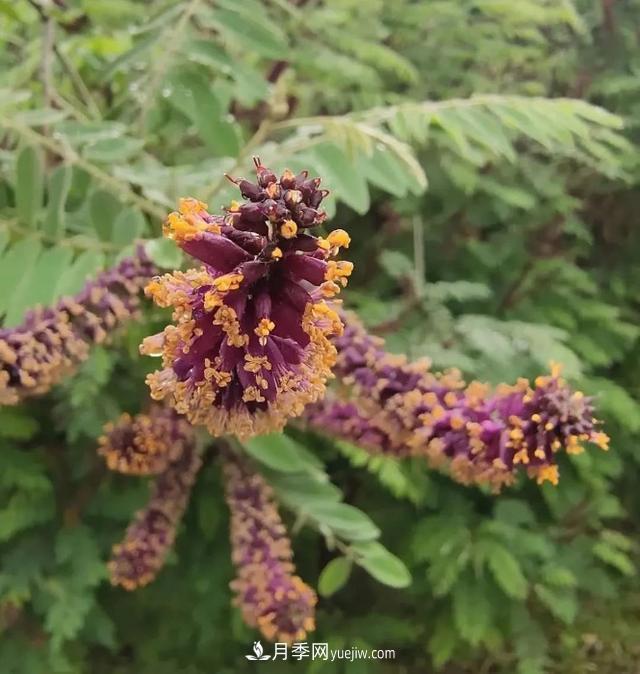 园林树木百家姓——紫叶苗木(图8) 园林树木百家姓——紫叶苗木(图8)