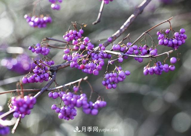 园林树木百家姓——紫叶苗木(图5) 园林树木百家姓——紫叶苗木(图5)