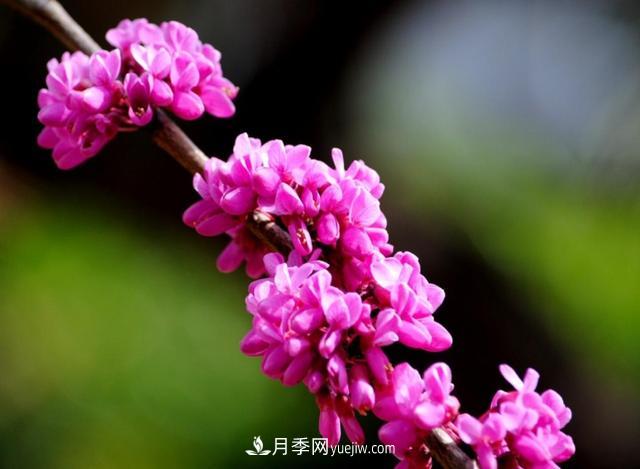 园林树木百家姓——紫叶苗木(图10) 园林树木百家姓——紫叶苗木(图10)