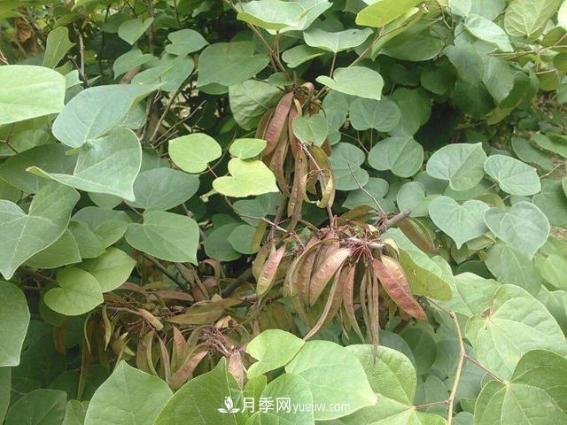 园林树木百家姓——紫叶苗木(图11) 园林树木百家姓——紫叶苗木(图11)