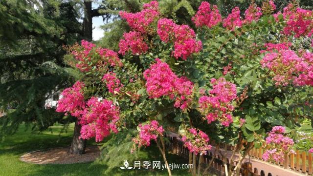 园林树木百家姓——紫叶苗木(图2) 园林树木百家姓——紫叶苗木(图2)