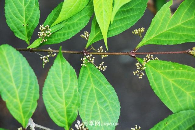 园林树木百家姓——紫叶苗木(图4) 园林树木百家姓——紫叶苗木(图4)