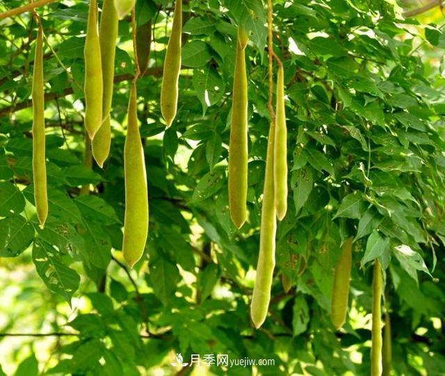 园林树木百家姓——紫叶苗木(图13) 园林树木百家姓——紫叶苗木(图13)