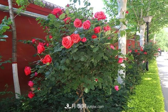 校园绿化苗木选哪些?小学绿化树种|中学绿化树种(图1) 校园绿化苗木选哪些?小学绿化树种|中学绿化树种(图1)