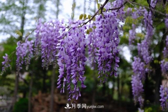 园林树木百家姓——紫叶苗木(图12) 园林树木百家姓——紫叶苗木(图12)