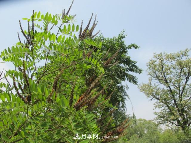 园林树木百家姓——紫叶苗木(图7) 园林树木百家姓——紫叶苗木(图7)