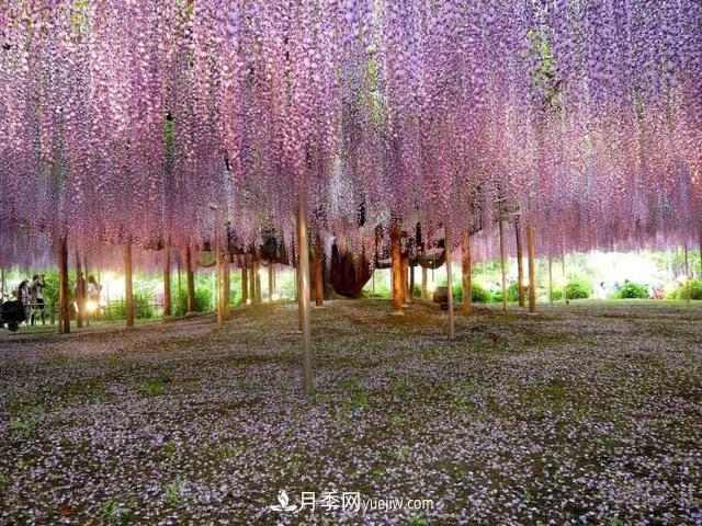 园林树木百家姓——紫叶苗木(图14) 园林树木百家姓——紫叶苗木(图14)