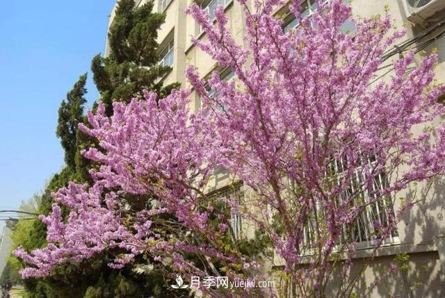 园林树木百家姓——紫叶苗木(图9) 园林树木百家姓——紫叶苗木(图9)