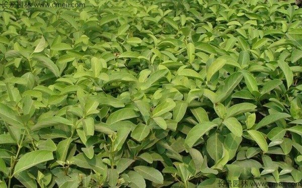 荚蒾种子发芽出苗图片