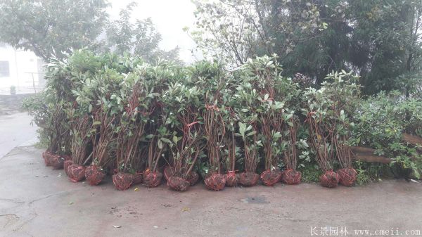 结香图片基地实拍