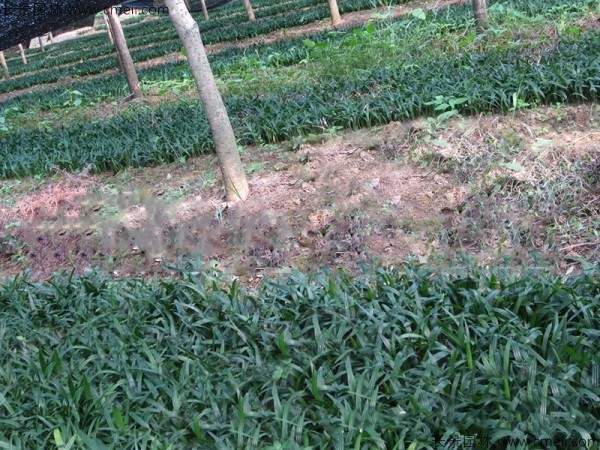 棕竹种子发芽出苗图片