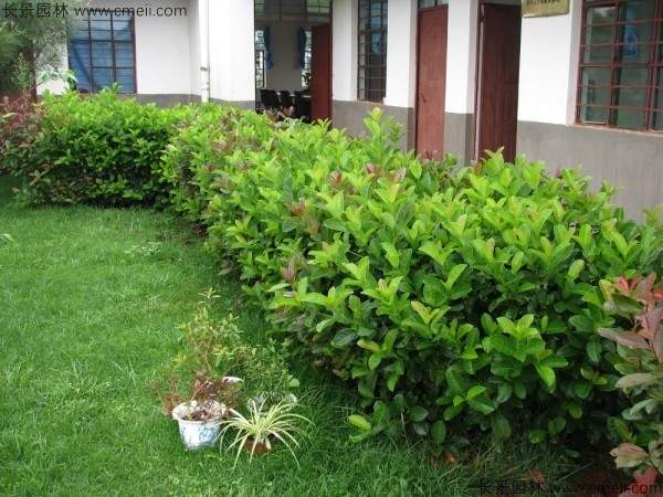 荚蒾种子发芽出苗图片