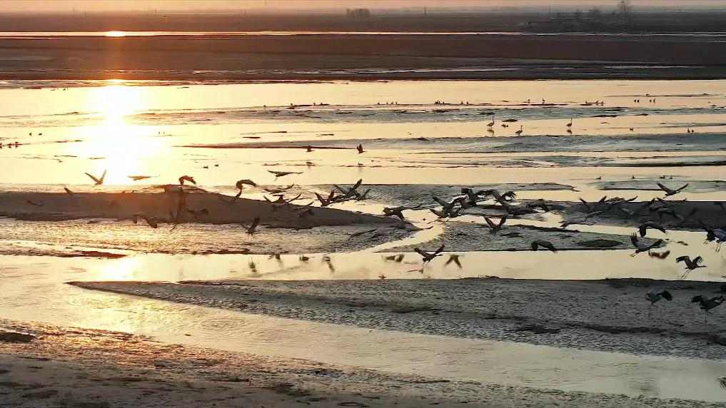 陕西：让黄河在“绿”中穿行