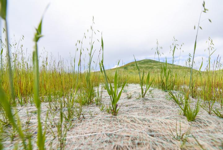 “椰丝毯”让草原生态修复重披绿装