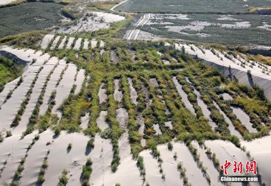 新疆阿克苏推动生态修复及荒漠化治理工程