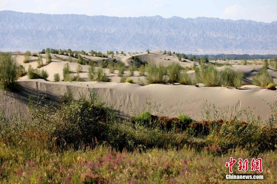 新疆阿克苏推动生态修复及荒漠化治理工程