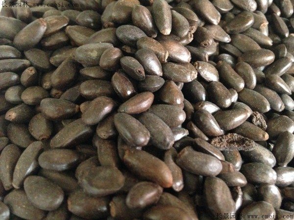 无忧树种子图片