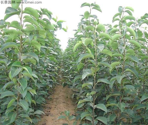 软枣种子发芽出苗图片