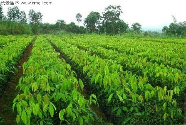 橡胶树种子发芽出苗图片