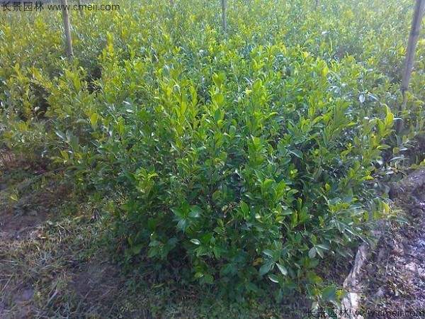 榕树种子发芽出苗图片