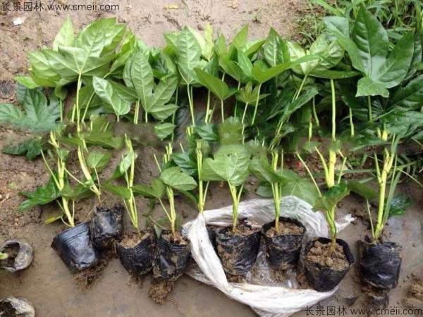 八角金盘种子发芽出苗图片