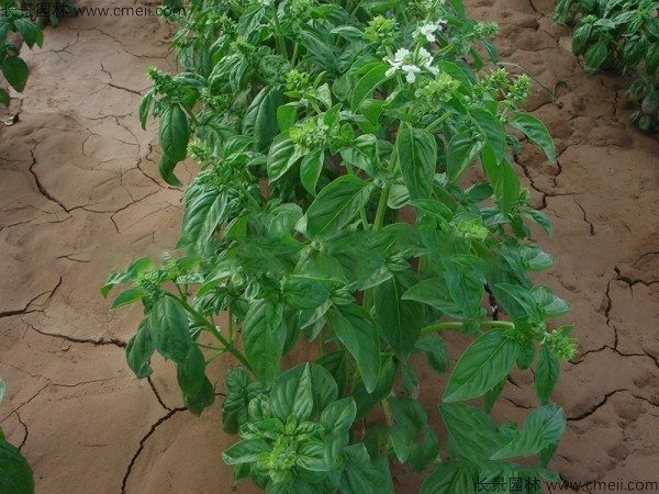 罗勒种子发芽出苗图片