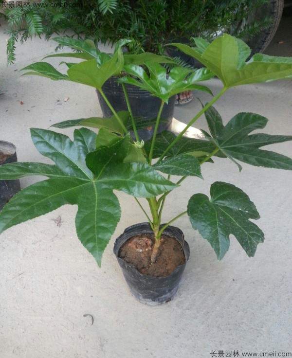 八角金盘种子发芽出苗图片