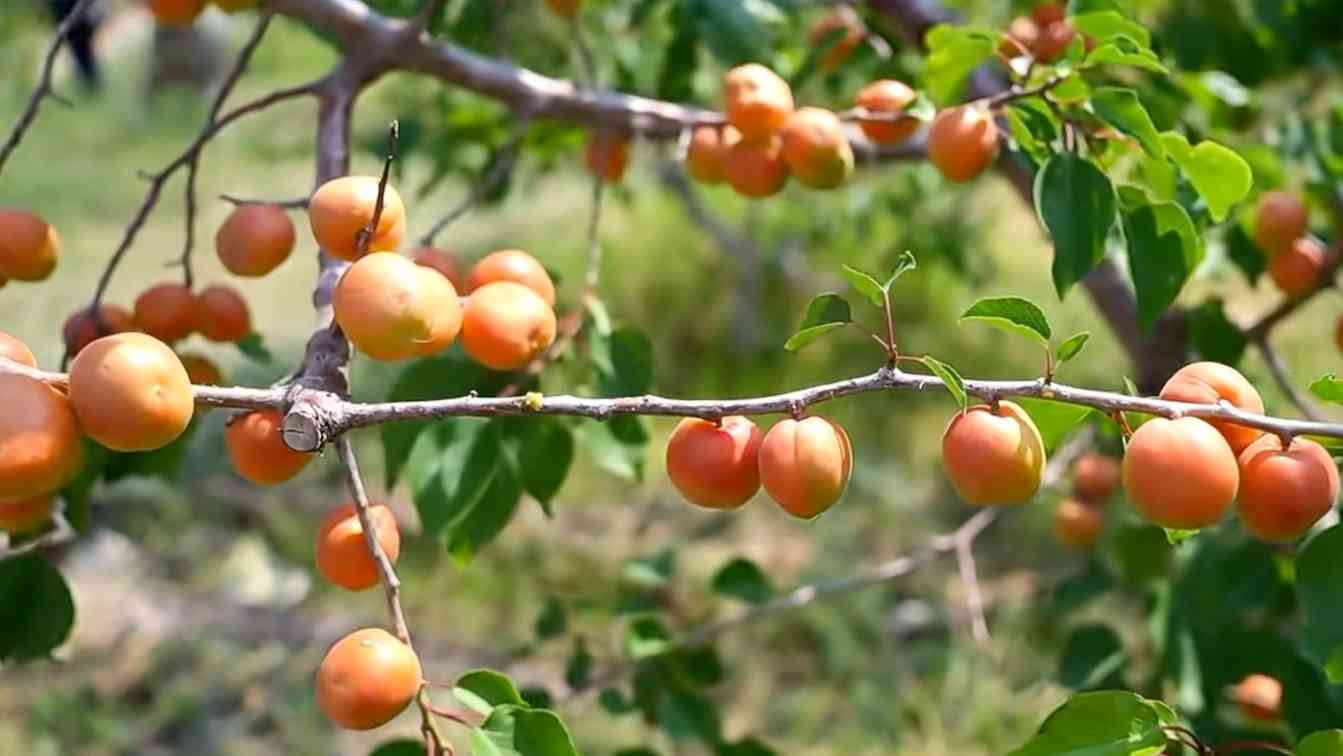 青海荒山变绿洲：青宏杏助力生态经济转型