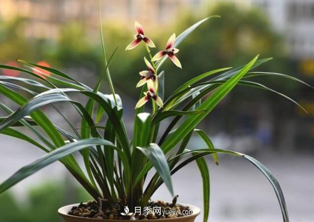 买花卉如何健康有保证!注意这四点(图1) 买花卉如何健康有保证!注意这四点(图1)