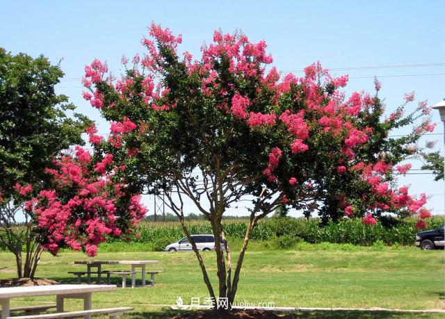紫薇的园林绿化价值(图1) 紫薇的园林绿化价值(图1)