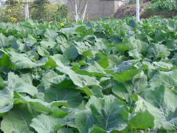 油菜籽种子发芽出苗图片