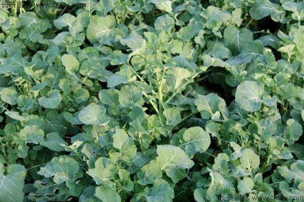 油菜籽种子发芽出苗图片