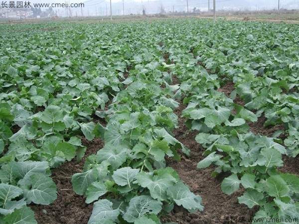 油菜籽种子发芽出苗图片