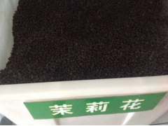 茉莉花种子批发价格低发芽率高种植方法详解