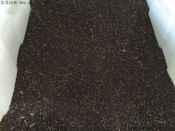 油菜籽种子图片