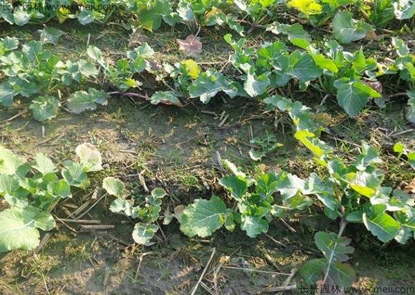 油菜籽种子发芽出苗图片