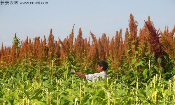 籽粒苋种子基地采收图片