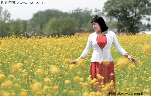 黄色花海油菜花田景观乡村旅游