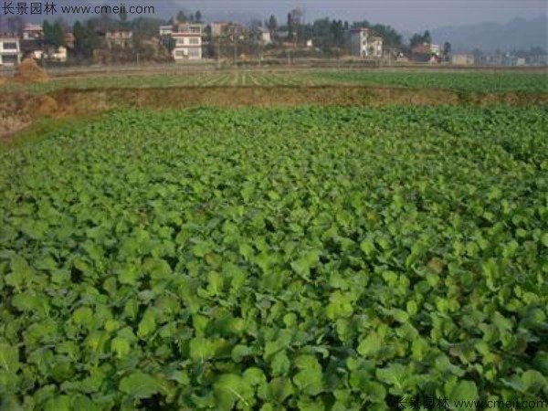 油菜籽种子发芽出苗图片