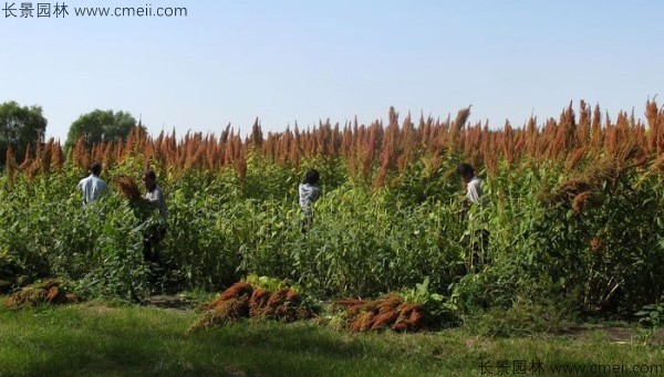 籽粒苋种子基地采收图片