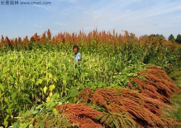 籽粒苋种子基地采收图片