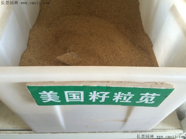 籽粒苋种子图片