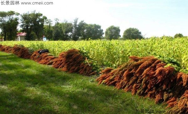 籽粒苋种子基地采收图片