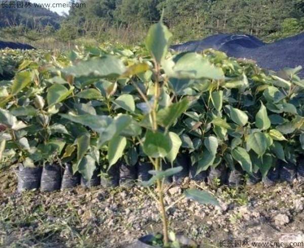 菩提树种子发芽出苗图片