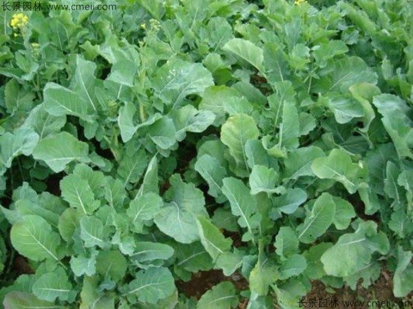 油菜籽发芽出苗图片