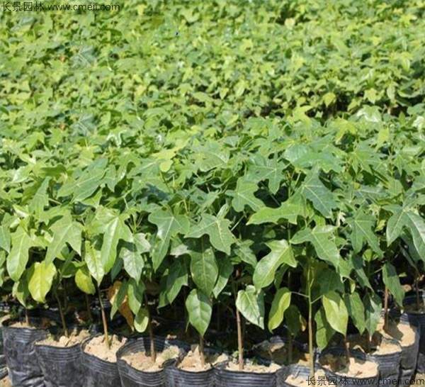 菩提树种子发芽出苗图片