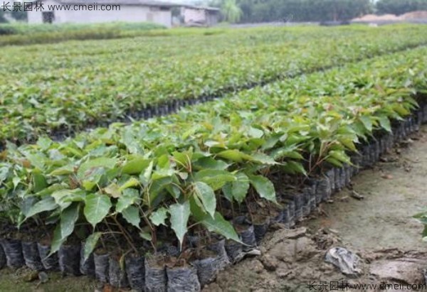 菩提树种子发芽出苗图片