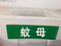 蚊母种子批发发芽率高 种植技术指导