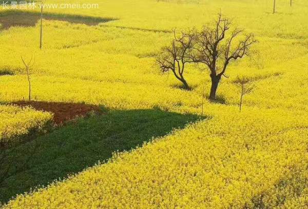 黄色花海油菜花田景观乡村旅游
